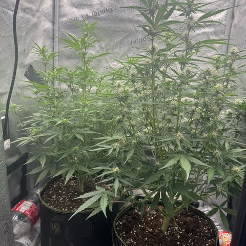 Epsilon f1 Boston growlog timeline photo