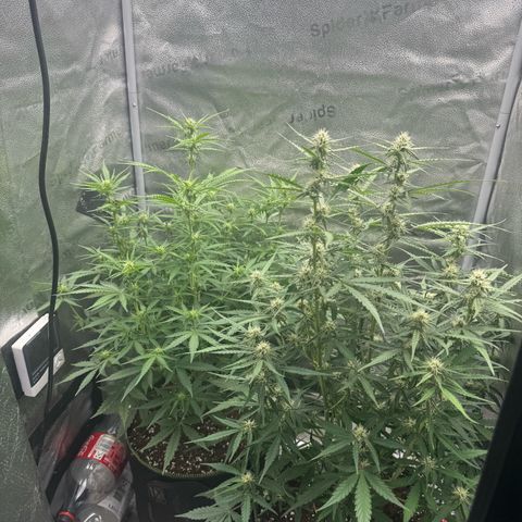 Epsilon f1 Boston growlog timeline photo