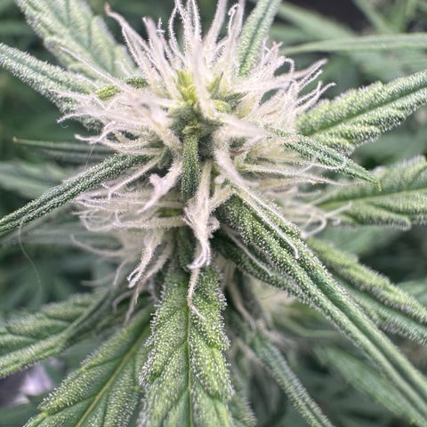 Epsilon f1 Boston growlog timeline photo
