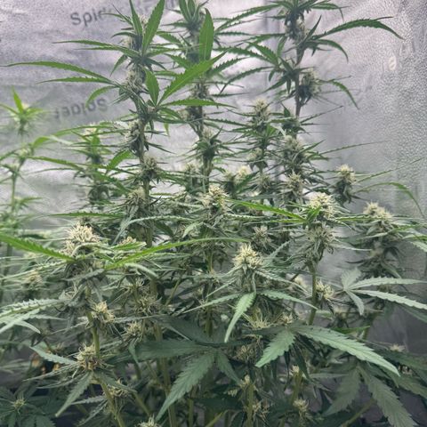 Epsilon f1 Boston growlog timeline photo