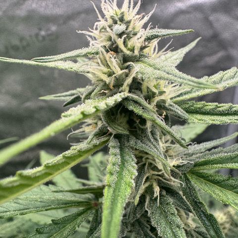 Epsilon f1 Boston growlog timeline photo