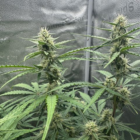 Epsilon f1 Boston growlog timeline photo