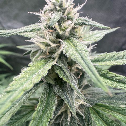 Epsilon f1 Boston growlog timeline photo