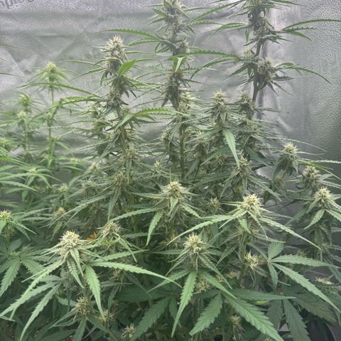 Epsilon f1 Boston growlog timeline photo