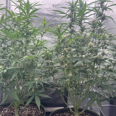 Epsilon f1 Boston growlog timeline photo
