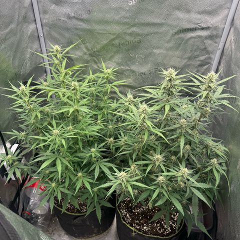 Epsilon f1 Boston growlog timeline photo