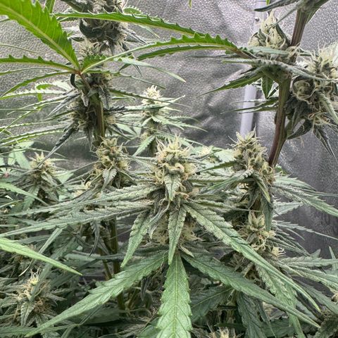 Epsilon f1 Boston growlog timeline photo