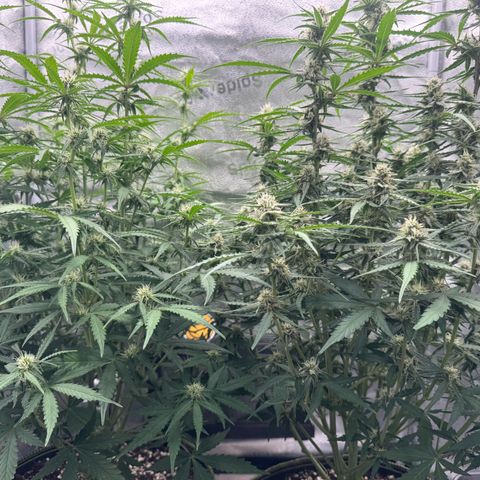 Epsilon f1 Boston growlog timeline photo
