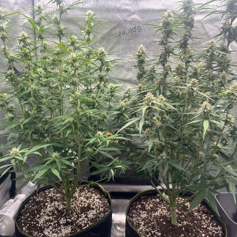 Epsilon f1 Boston growlog timeline photo