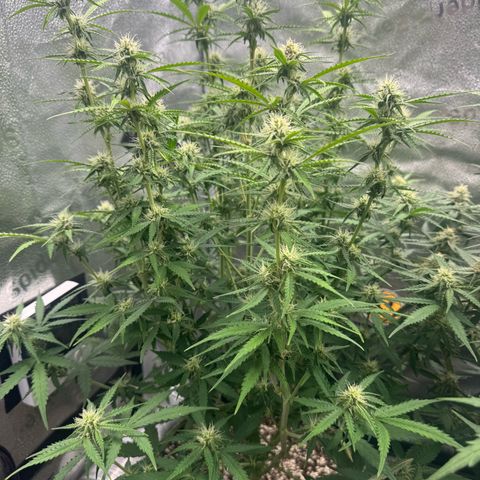 Epsilon f1 Boston growlog timeline photo