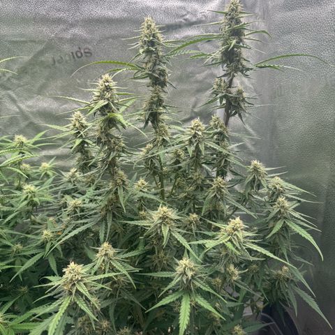 Epsilon f1 Boston growlog timeline photo