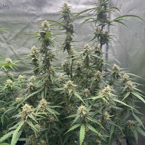 Epsilon f1 Boston growlog timeline photo