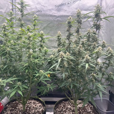 Epsilon f1 Boston growlog timeline photo