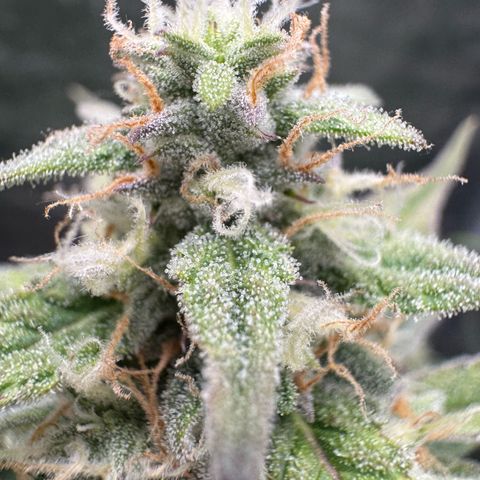 Epsilon f1 Boston growlog timeline photo