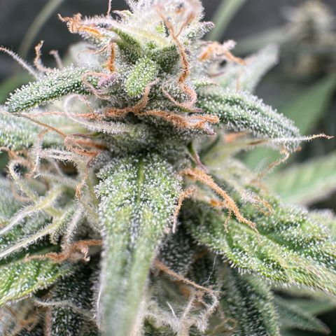 Epsilon f1 Boston growlog timeline photo