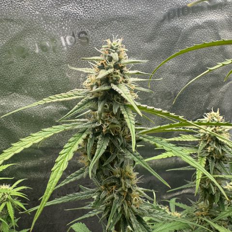 Epsilon f1 Boston growlog timeline photo