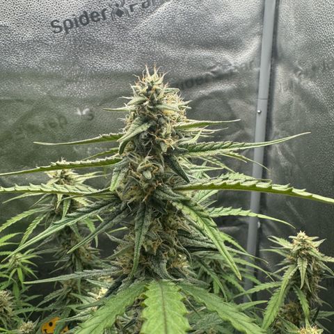 Epsilon f1 Boston growlog timeline photo