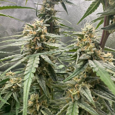 Epsilon f1 Boston growlog timeline photo