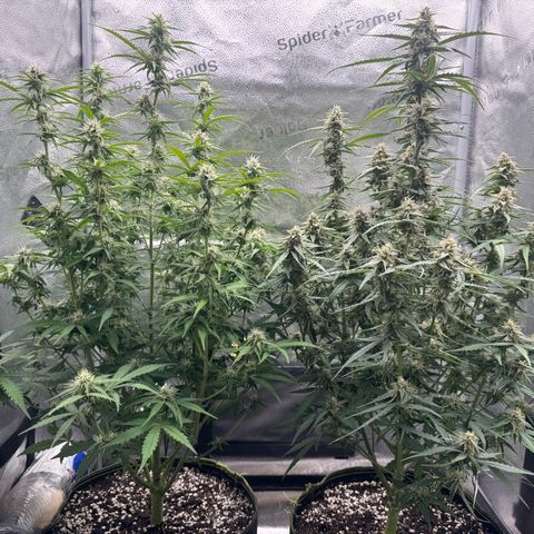 Epsilon f1 Boston growlog timeline photo
