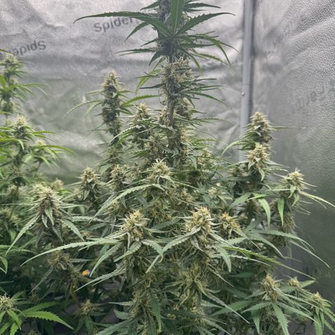 Epsilon f1 Boston growlog timeline photo