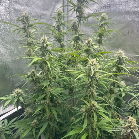 Epsilon f1 Boston growlog timeline photo
