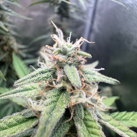 Epsilon f1 Boston growlog timeline photo