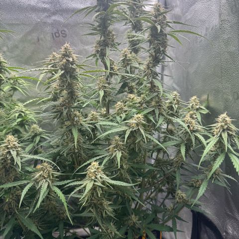 Epsilon f1 Boston growlog timeline photo