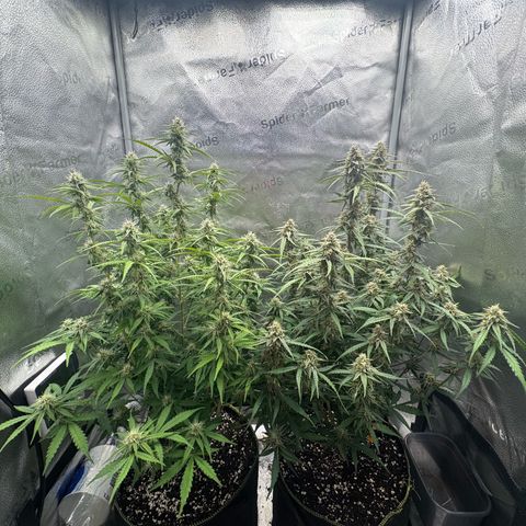 Epsilon f1 Boston growlog timeline photo