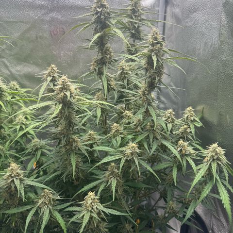 Epsilon f1 Boston growlog timeline photo