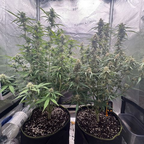 Epsilon f1 Boston growlog timeline photo