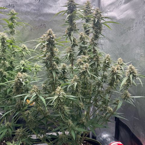 Epsilon f1 Boston growlog timeline photo