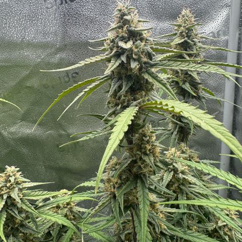 Epsilon f1 Boston growlog timeline photo