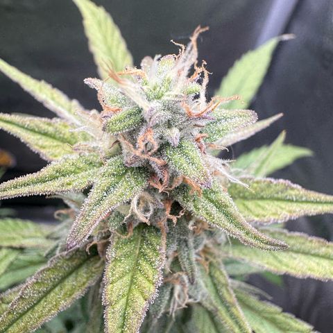 Epsilon f1 Boston growlog timeline photo