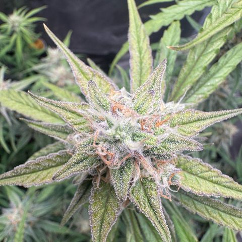 Epsilon f1 Boston growlog timeline photo