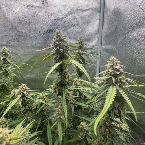 Epsilon f1 Boston growlog timeline photo
