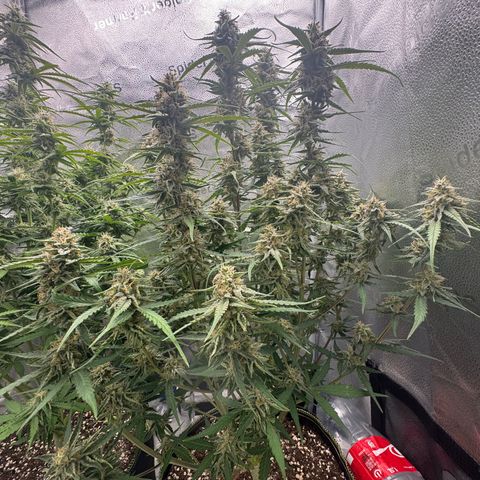 Epsilon f1 Boston growlog timeline photo