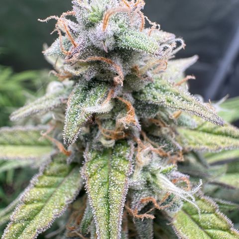 Epsilon f1 Boston growlog timeline photo