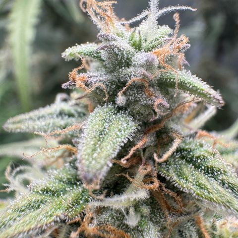 Epsilon f1 Boston growlog timeline photo
