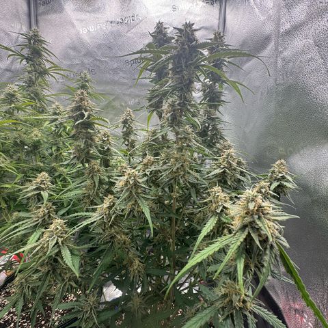 Epsilon f1 Boston growlog timeline photo