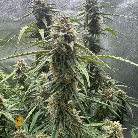 Epsilon f1 Boston growlog timeline photo