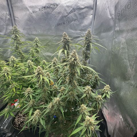 Epsilon f1 Boston growlog timeline photo