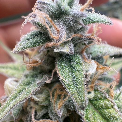Epsilon f1 Boston growlog timeline photo