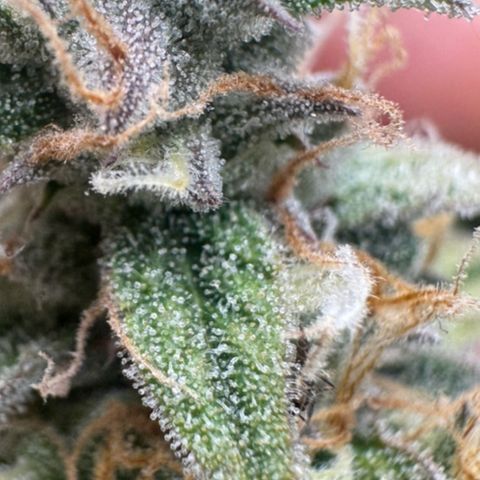 Epsilon f1 Boston growlog timeline photo