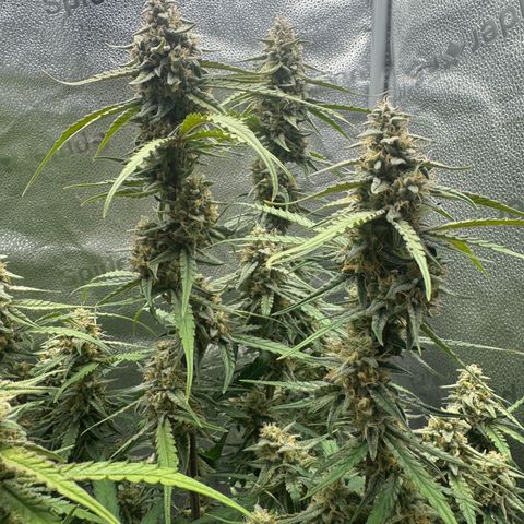 Epsilon f1 Boston growlog timeline photo