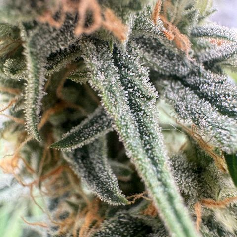 Epsilon f1 Boston growlog timeline photo
