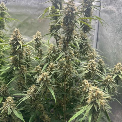 Epsilon f1 Boston growlog timeline photo