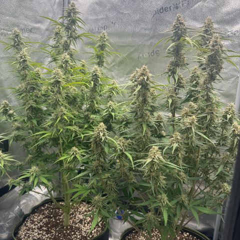 Epsilon f1 Boston growlog timeline photo