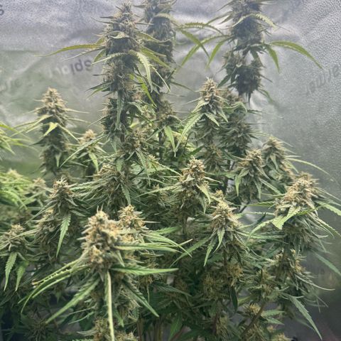 Epsilon f1 Boston growlog timeline photo