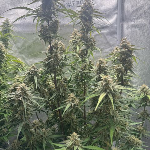 Epsilon f1 Boston growlog timeline photo