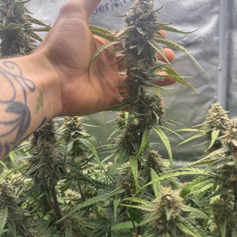 Epsilon f1 Boston growlog timeline photo